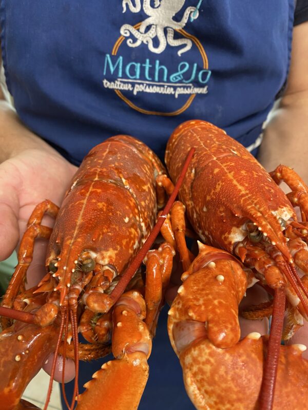 Homard bleu européen